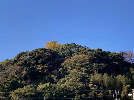 江ノ島の緑、樹木と青い空 神奈川県,藤沢市,湘南の写真素材