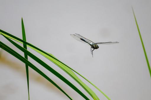 Photo, dragonfly, shicharatombo, insect, 