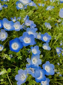 ネモフィラ ネモフィラ ネモフィラ,花,フラワーの写真素材