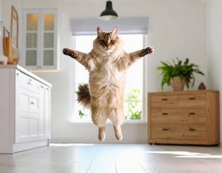 宙に浮いている猫 ジャンプ 室内1 宙に浮いている猫 ジャンプ 室内1の写真
