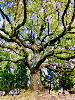 クスノキ クスノキ,自然,風景の写真素材