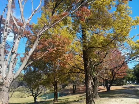 春日公園　春日市　福岡 春日公園,春日市,福岡の写真素材