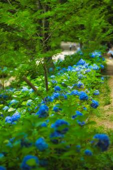 アジサイ 紫陽花 あじさい アジサイ 紫陽花 あじさいの写真