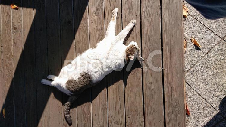 日向ぼっこ 猫,お昼寝,秋の写真素材