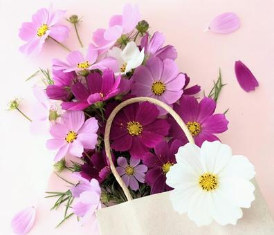 紙袋に華やかコスモス コスモス,花,紙袋の写真素材