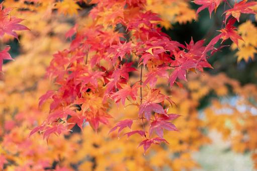 紅葉 紅葉,もみじ,秋の写真素材