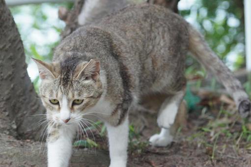 ねこ のらねこ,にゃんこ,可愛いの写真素材