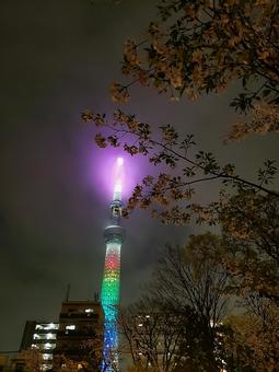 夜桜とスカイツリー 夜桜とスカイツリー 夜桜,桜,スカイツリーの写真素材