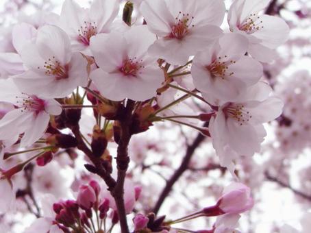 桜の花・春の訪れ_04 桜,花,桜の花の写真素材