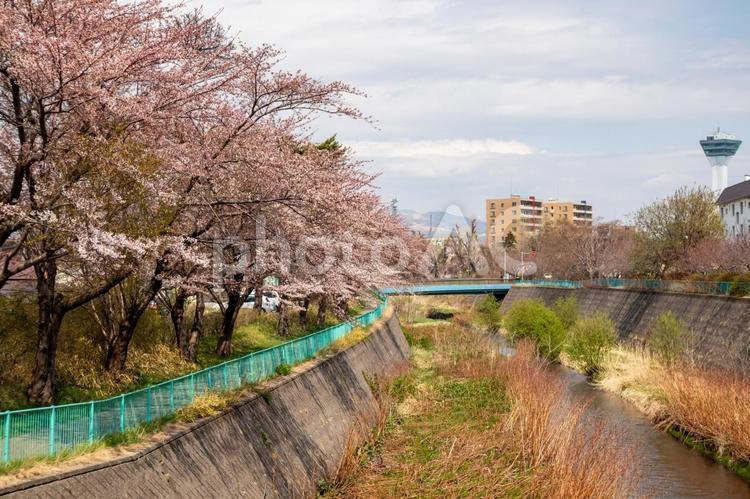 函館亀田川と五稜郭タワーと桜の花 五稜郭タワー,亀田川,柳川橋の写真素材