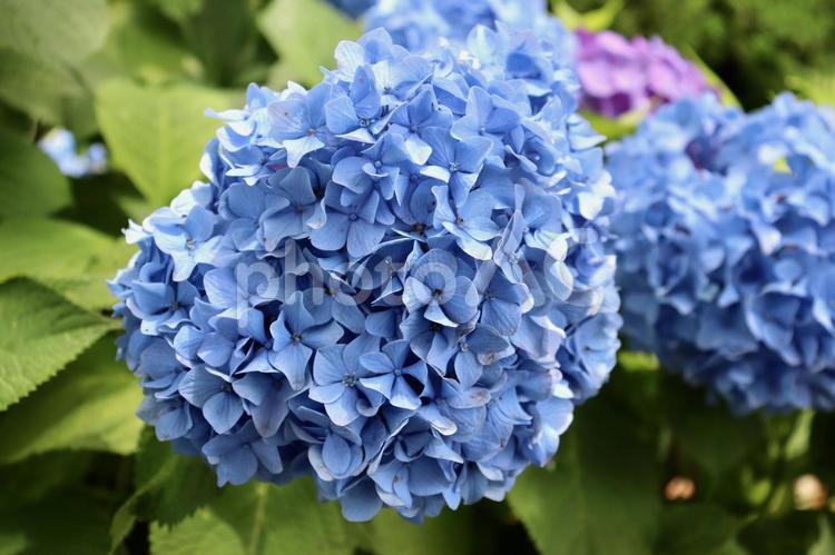 紫陽花　あじさい　アジサイ アジサイ,紫陽花,あじさいの写真素材
