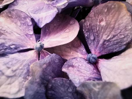紫陽花 紫陽花の写真