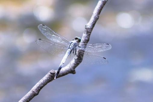 ハス池のトンボ3ー22 ハス池のトンボ3ー22 トンボ,自然,とんぼの写真素材