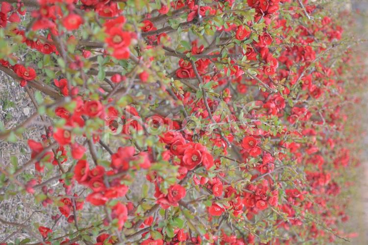 ボケの花 ボケの花,ボケ,花の写真素材