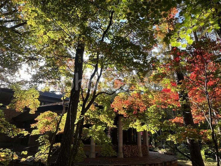 信州の秋（白馬の紅葉） 紅葉,グラデーション,木立の写真素材