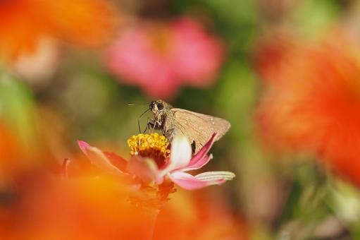 花の蜜をすう蝶 花の蜜をすう蝶の写真
