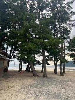 琵琶湖のビーチ 琵琶湖,ビーチ,木の写真素材