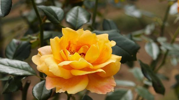【花の写真】ばらの花 【花の写真】ばらの花 rose,植物,園芸の写真素材