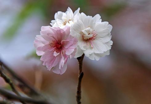 サクラ 'コブクザクラ' サクラ 'コブクザクラ' サクラ,コブクザクラ,桜の写真素材