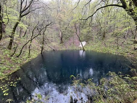 青池 青池,青森,白神山地の写真素材