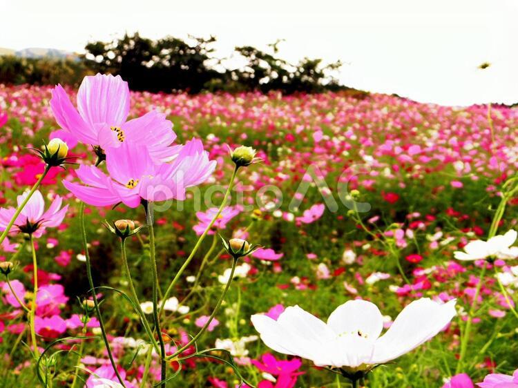 コスモス畑2（熊本県阿蘇郡） コスモス,秋桜,コスモス畑の写真素材