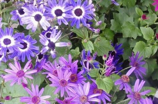 青い花サイネリアの写真