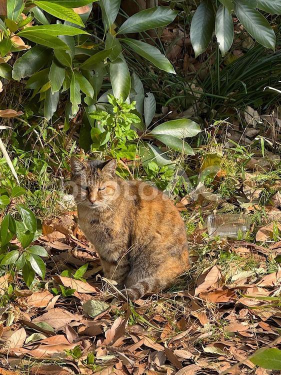 秋の野良猫　保護色 保護色,枯れ葉,野良猫の写真素材