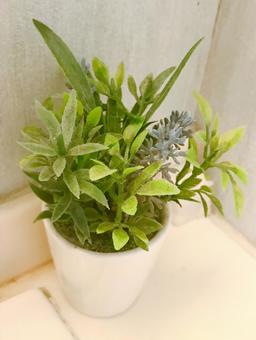 観葉植物 観葉植物,観葉,植物の写真素材