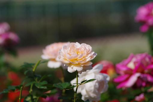 薔薇の花 薔薇の花の写真