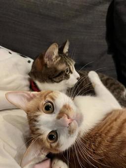 猫　なあにの写真