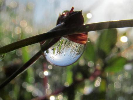 Photo, water droplets, drop, rain, 