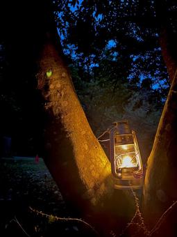 木とランタン 木とランタンの写真