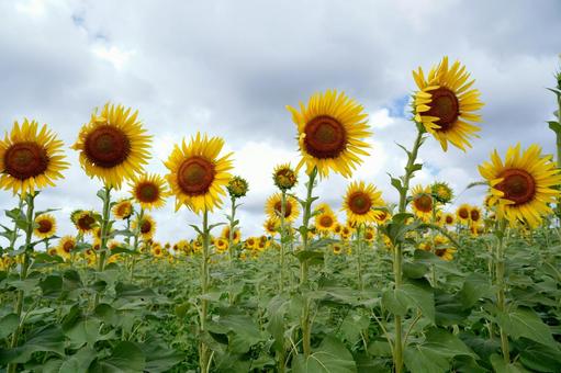 夏の向日葵畑 夏の向日葵畑 向日葵,ひまわり,花の写真素材