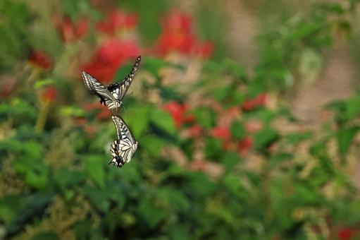 蝶と彼岸花 蝶と彼岸花の写真