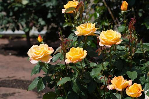 Rose (yellow: Augusta Louise), JPG Rose (yellow: Augusta Louise), JPG