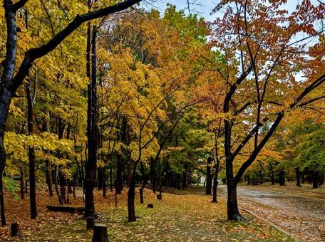 Autumn leaves in the park, JPG