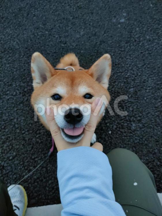 ピースにあご乗せする笑顔の柴犬くるみです 犬,柴犬,シバの写真素材