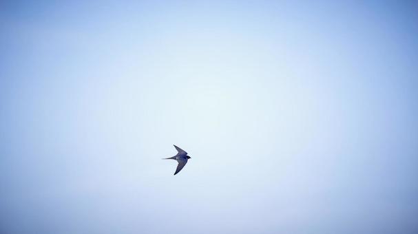 青空背景ツバメが大空を優雅に飛ぶ ツバメ,燕,飛翔の写真素材