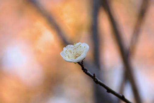 ウメ ウメ 梅,白梅,早春の写真素材