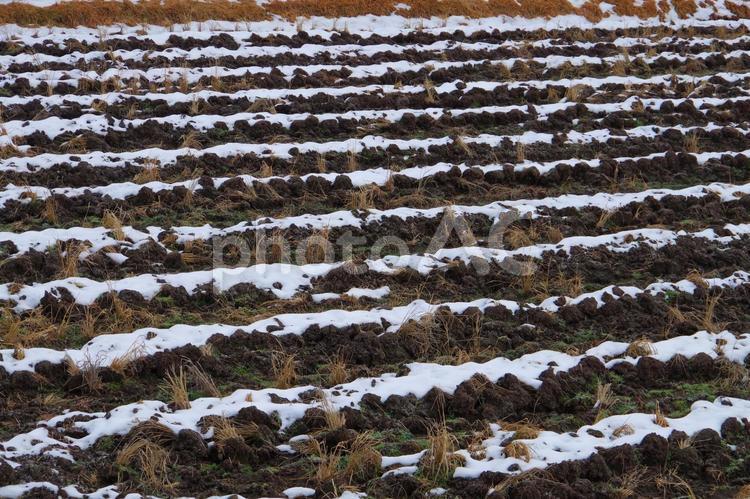雪の積もった田んぼ 冬,雪,田の写真素材