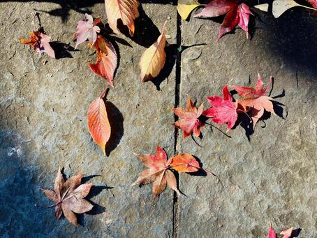秋の落ち葉 落ち葉,葉,秋の写真素材