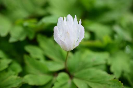 白い山野草 白い山野草の写真