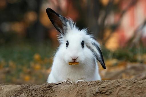 ペットのうさぎ うさぎ,ペット,干支の写真素材