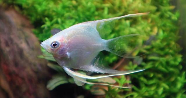 淡水魚の王様の写真