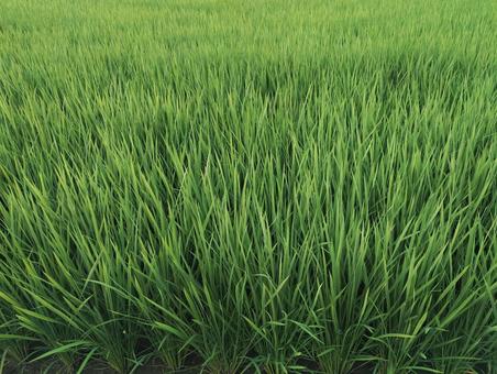 Rice, JPG