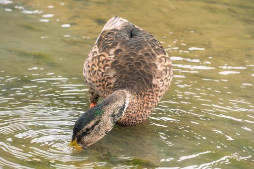 エサをとるカモ エサをとるカモ カモ,野鳥,鳥の写真素材