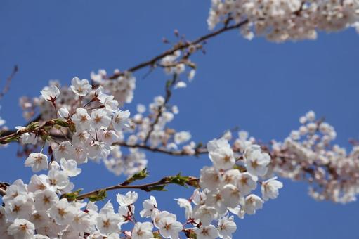 桜の花と青空 桜の花と青空の写真