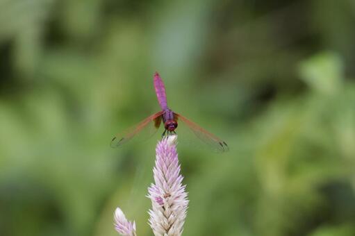ノゲイトウに止まるベニトンボ　やんばる トンボ,ベニトンボ,ヤンバルの森の写真素材