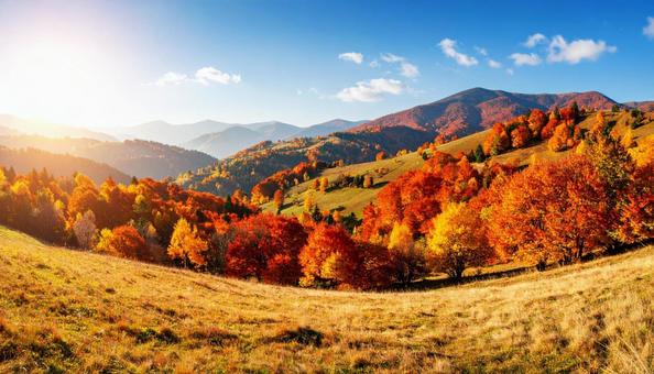 紅葉に染まったモミジの林と山と秋空 紅葉に染まったモミジの林と山と秋空の写真
