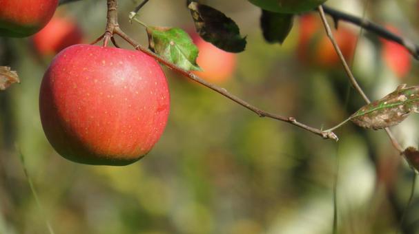 りんご りんご,アップル,フルーツの写真素材